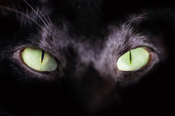 Black cat green eyes on black background. Close up black oriental cat eyes.