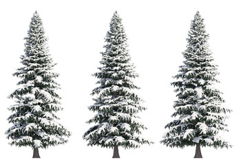 Spruce Tree Snow  isolated on transparant background. 3d rendering