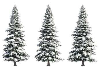 Spruce Tree Snow  isolated on transparant background. 3d rendering