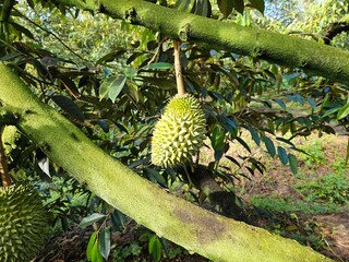Fresh durian fruit hangs from a tree in the Mekong Delta, Vietnam. Durians are the king of fruits.