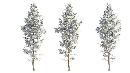  pine tree snow isolated on transparant background. 3d rendering