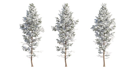  pine tree snow isolated on transparant background. 3d rendering