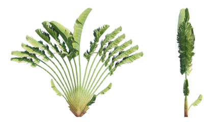 crane plant isolated on transparant background. 3d rendering