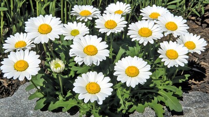 Fototapeta premium Beautiful White Daisies Blooming in Garden
