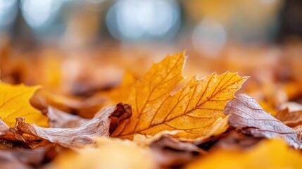 A close-up of vibrant autumn leaves scattered on the ground, capturing the beauty of nature's transition and the fleeting moments of the fall season.