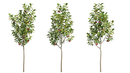 apple tree isolated on transparant background. 3d rendering