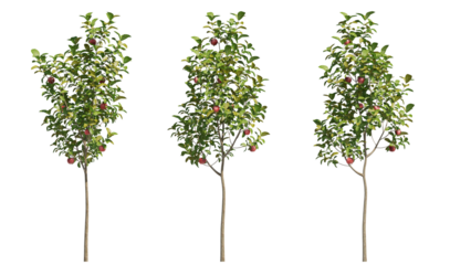 apple tree isolated on transparant background. 3d rendering