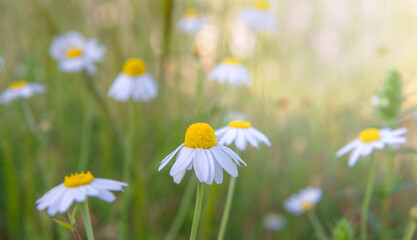 daisy blooming in a meadow with petals lying