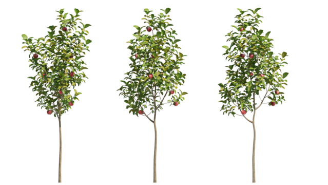 apple tree isolated on transparant background. 3d rendering