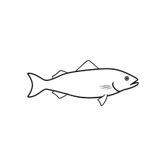 Fresh Haddock Fish Explore Popular Seafood for Healthy Cooking Recipes