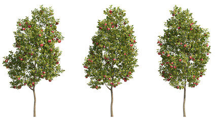 apple tree isolated on transparant background. 3d rendering