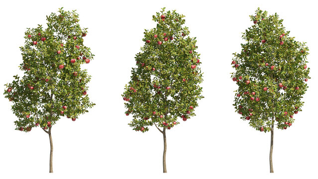 apple tree isolated on transparant background. 3d rendering