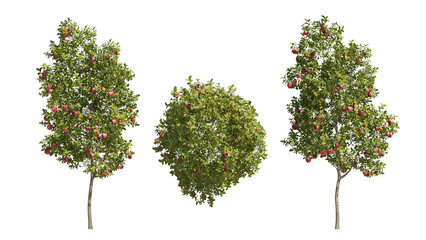 apple tree isolated on transparant background. 3d rendering