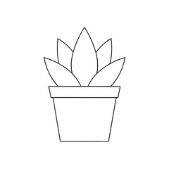 Discover the Beauty of Haworthia Succulents Perfect for Modern Home Decor