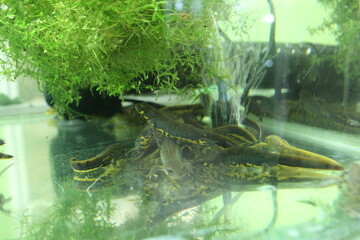 Lissotriton italicus in an aquarium near the water. Aquatic animals
