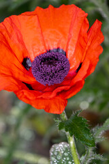 red poppy flower