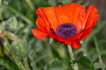 red poppy flower
