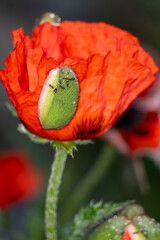 red poppy flower