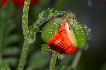 Obraz premium red poppy flower
