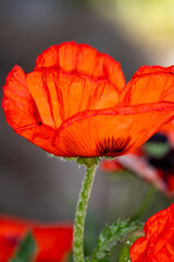 red poppy in the garden