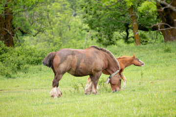 horse in the meadow