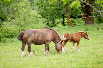 horse and foal