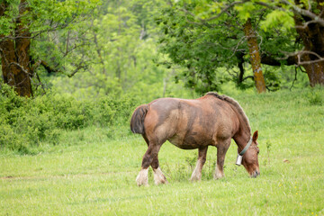 horse in the meadow