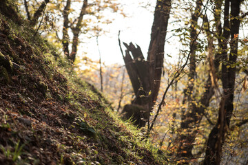Landscape with beautiful fog in forest on hill or Trail through a mysterious winter forest with autumn leaves on the ground. Road through a winter forest. Magical atmosphere. Azerbaijan nature