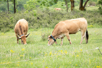 cows in the meadow