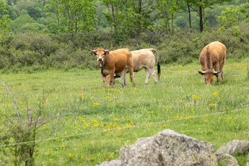 cows in the meadow