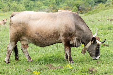 Obraz premium cow and calf