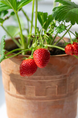 Lush strawberry plant with glossy green leaves and ripe berries, growing in a rustic pot.