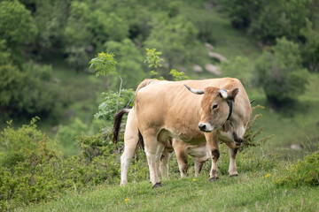 cows in the field