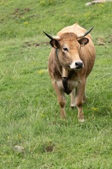 Fototapeta premium cows in a field