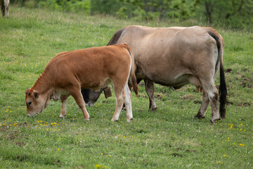 cows in the field