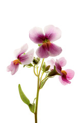 Obraz premium Delicate Pink Nemesia Flowers Blossoming Against a Clean White Background for Botanical Beauty