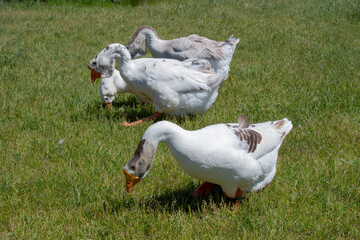 Close-up of white geese interacting on a green grassy field.