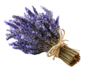 Lavender bouquet tied with natural twine for decoration or gift, cut out transparent