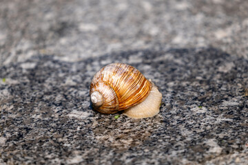 snail on the sand