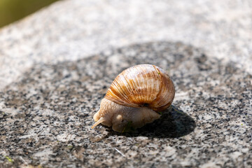 snail on the sand