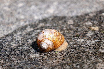 snail on the sand