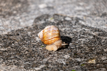 snail on the road