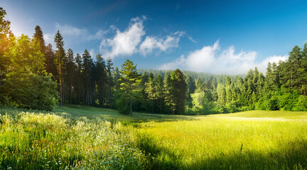 Obraz premium landscape in the summer