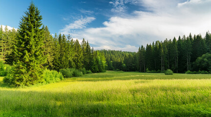 Obraz premium landscape in the summer