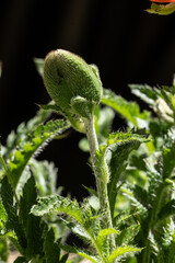 green fern leaf