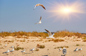 Seagulls on Sandy Beach Flying and Standing