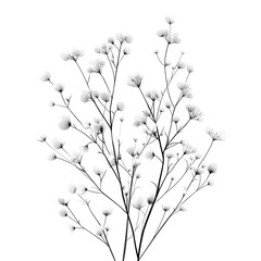 Refined Flat Vector Art of Babys Breath in Detailed Line Drawing Style on Pristine Transparent and White Backgrounds