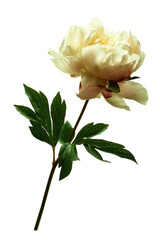 Obraz premium Delicate Cream Peony Blossom Isolated Floral Elegance for Botanical Designs and Artistic Compositions