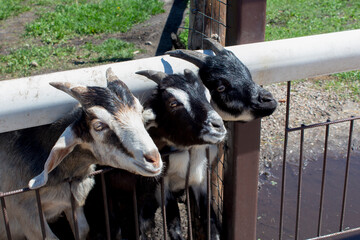 Three curious goats stick their heads through bars of stable.