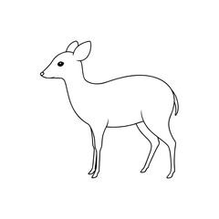 Obraz premium A Mouse Deer Or Chevrotain A Tiny And Primitive Ruminant On A White Surface